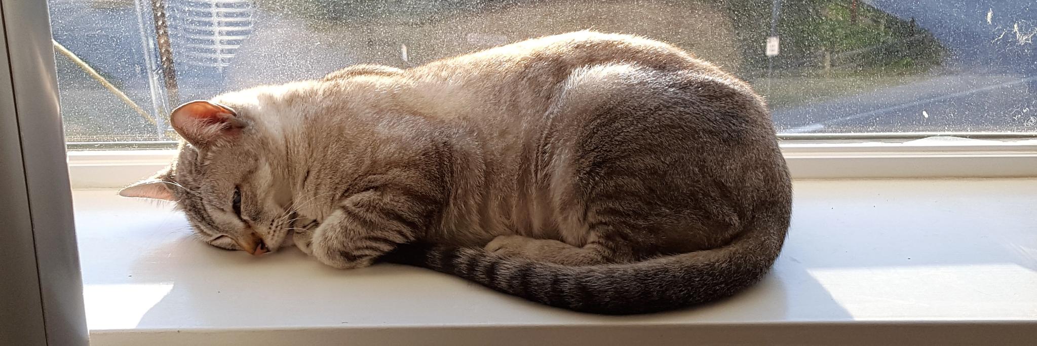 Christine Thompson banner