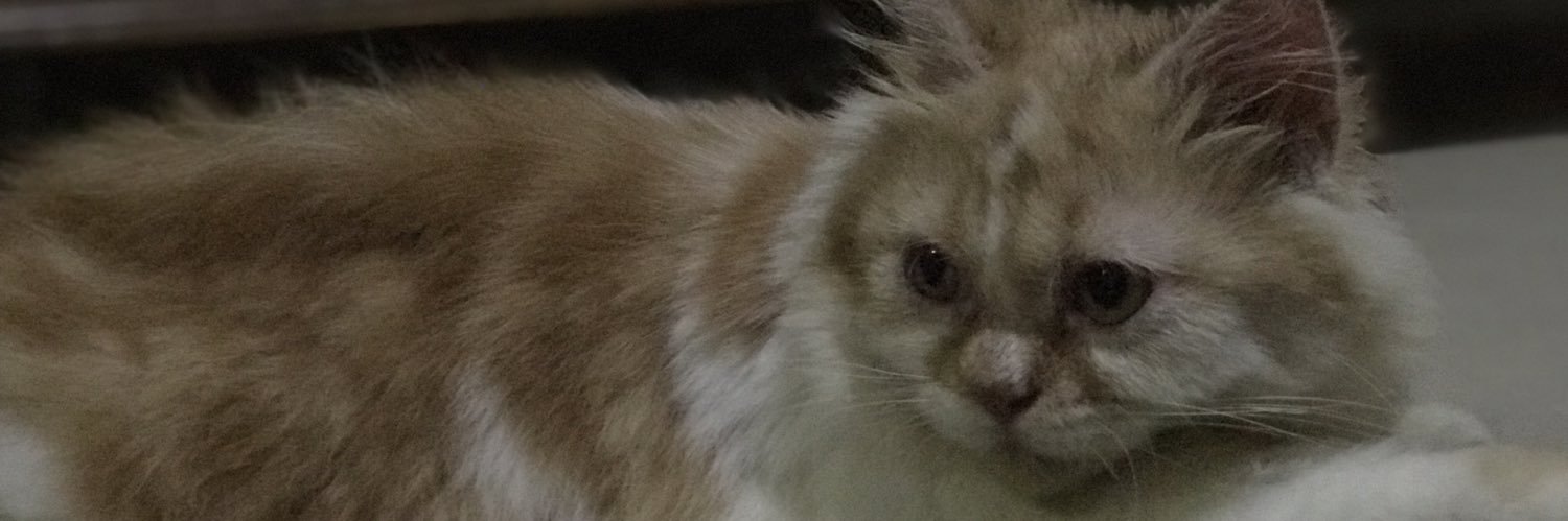dinihsani's profile banner image