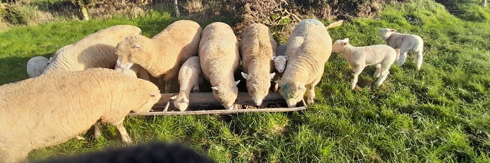 Holly Crawford banner