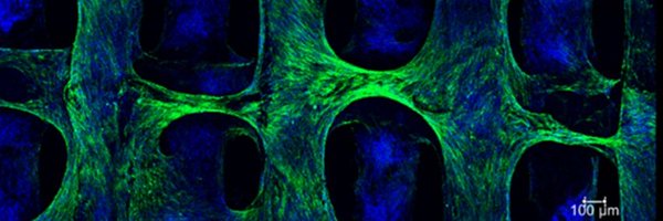 Song_Lab_UCL Profile Banner