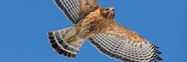 Hawks_Picks Profile Banner