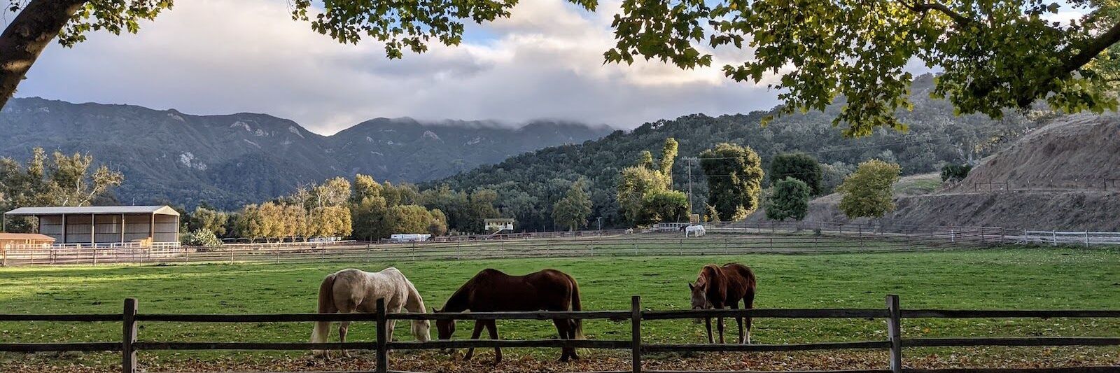 Griffin Anderson. banner