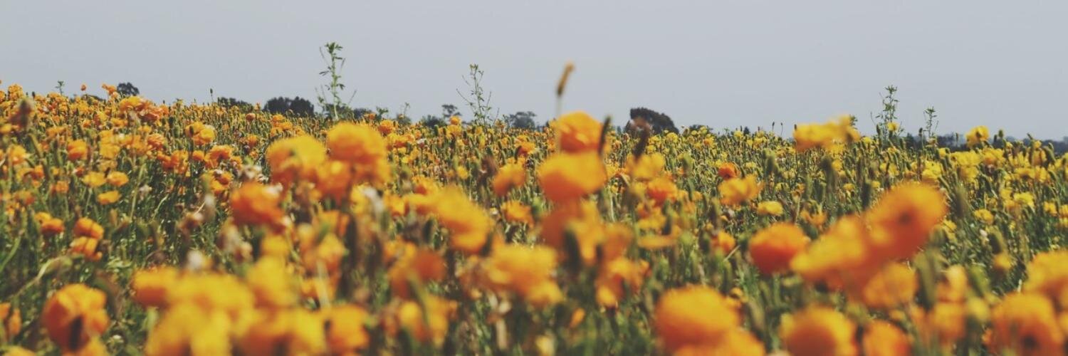 Violet_3's profile banner image