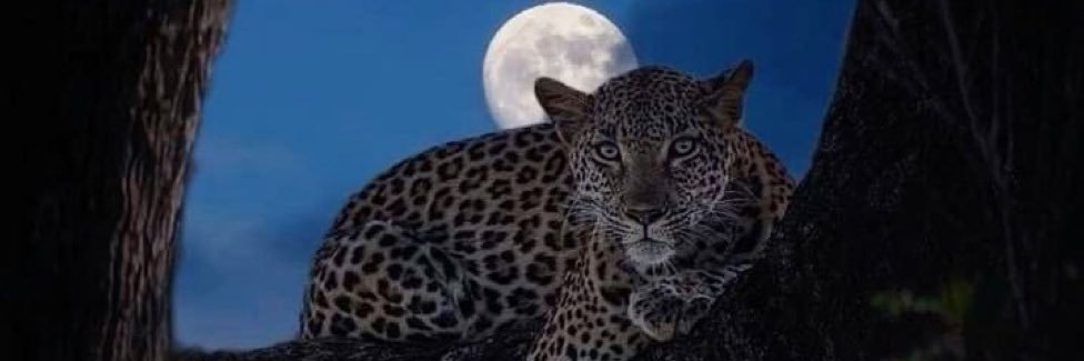 Aρσʅʅσ ✵ banner