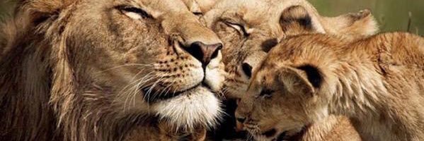 metehan911's profile banner image