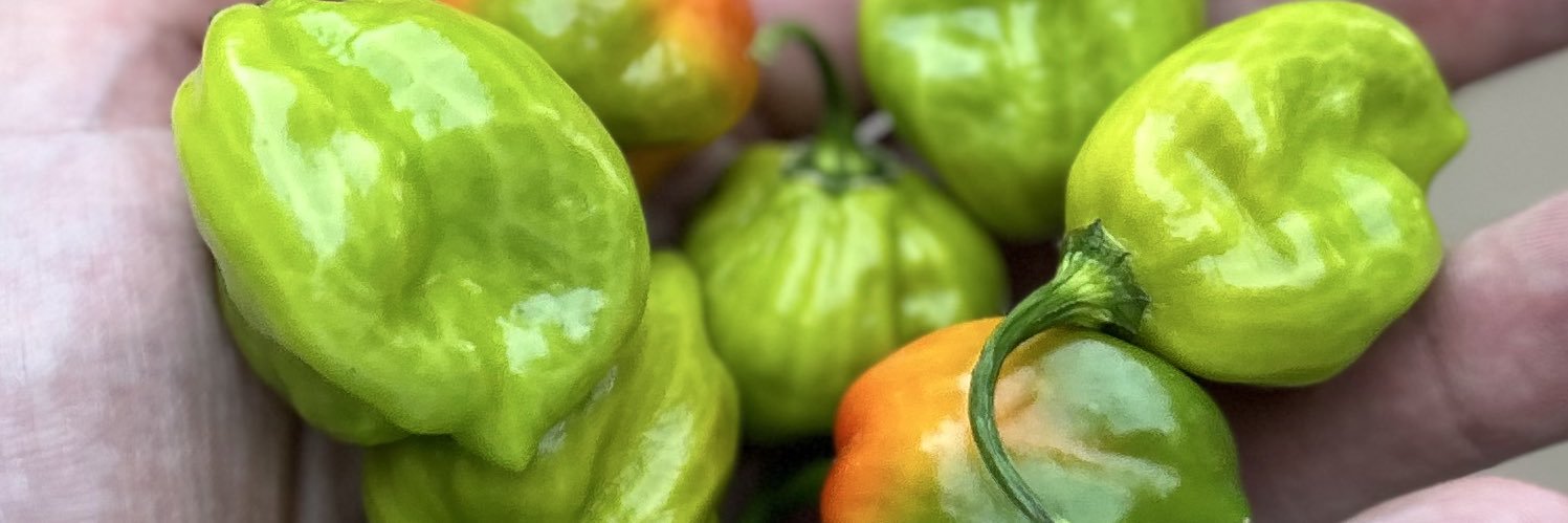 Peppered Pirate banner