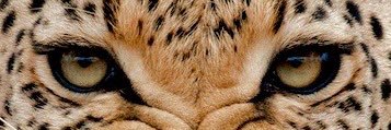 MAXIMO DECIMO MERIDIO banner