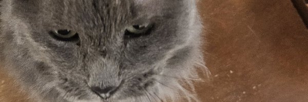 sen_sors Profile Banner