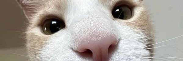 131Bittersweet Profile Banner