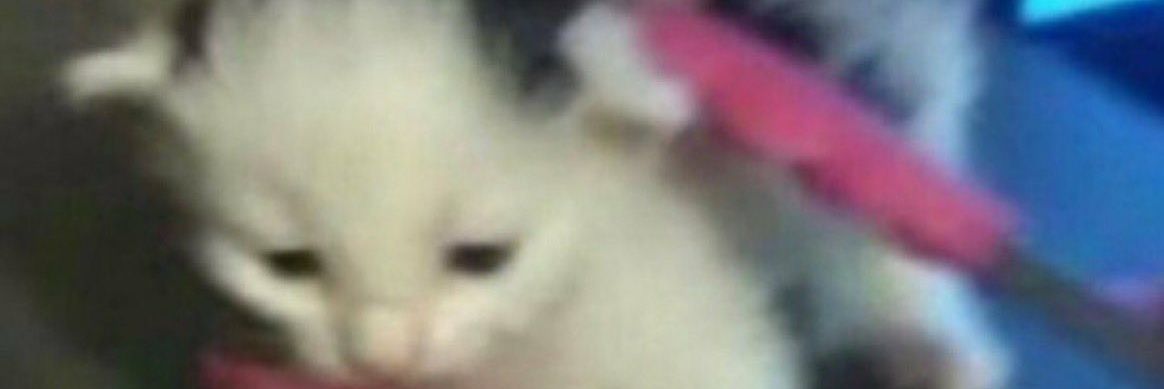 Sleepy Pousm🔞 banner