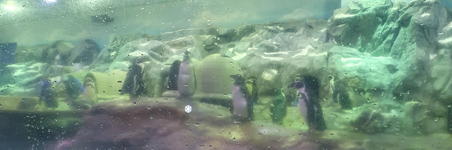 꼬꼬's banner