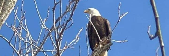 vicky_caudill's profile banner image