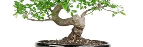 Robert_F_Boston banner