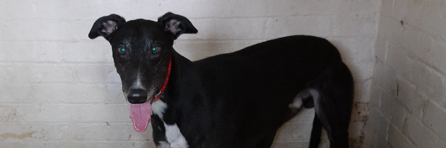 Whittingham Kennels - Retired Greyhounds Charity banner