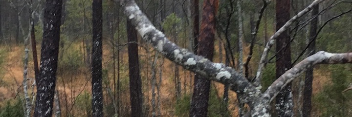 Pelle Punglund banner