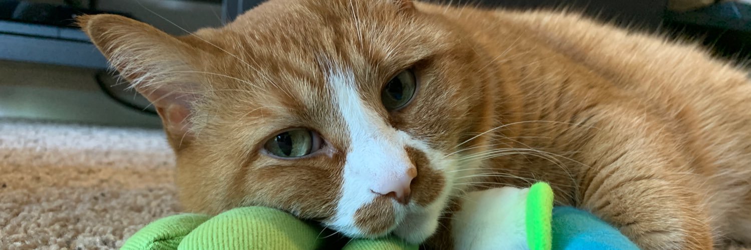 chloe_t_cat's profile banner image