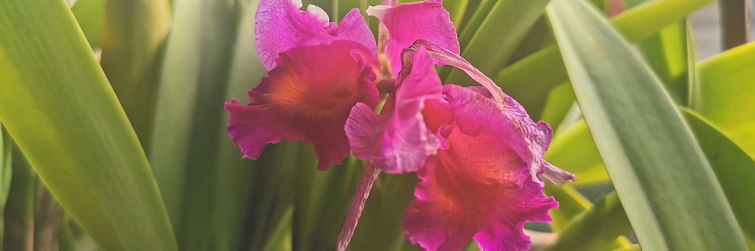 verns's profile banner image
