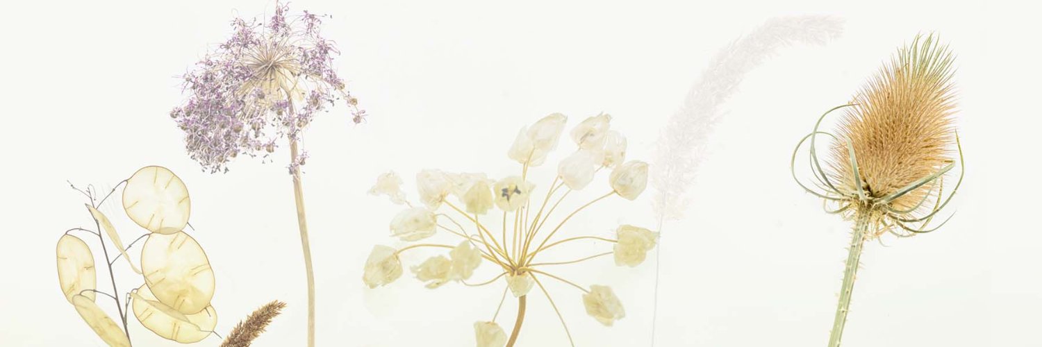 Anne's banner