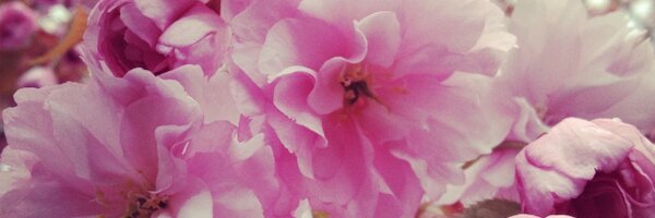 sunnysides Profile Banner