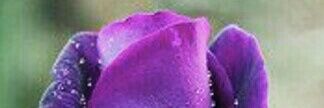 ACarolinapsuv's profile banner image