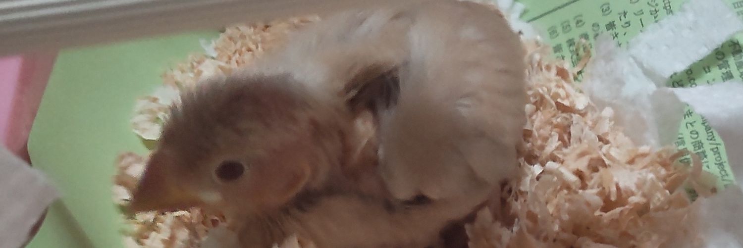 F2odJdsG1c19TOf's profile banner image
