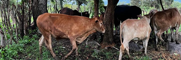 Kariks Meats and Farm banner