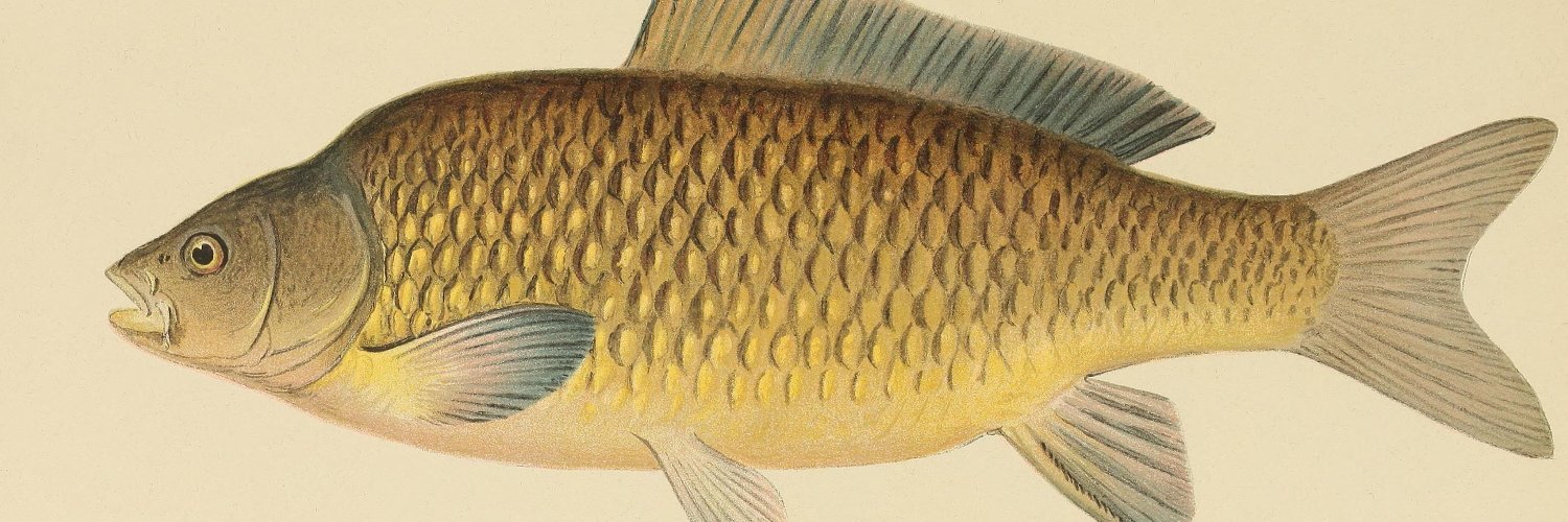 🇺🇦Короп дунайський banner