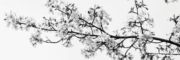 ToldBlank Profile Banner