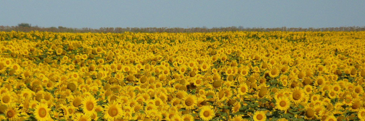 mermontes's profile banner image