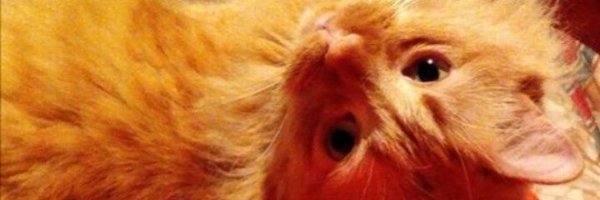 TAILO2020 Profile Banner