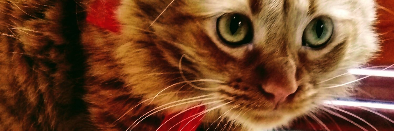 TAILO2020's profile banner image
