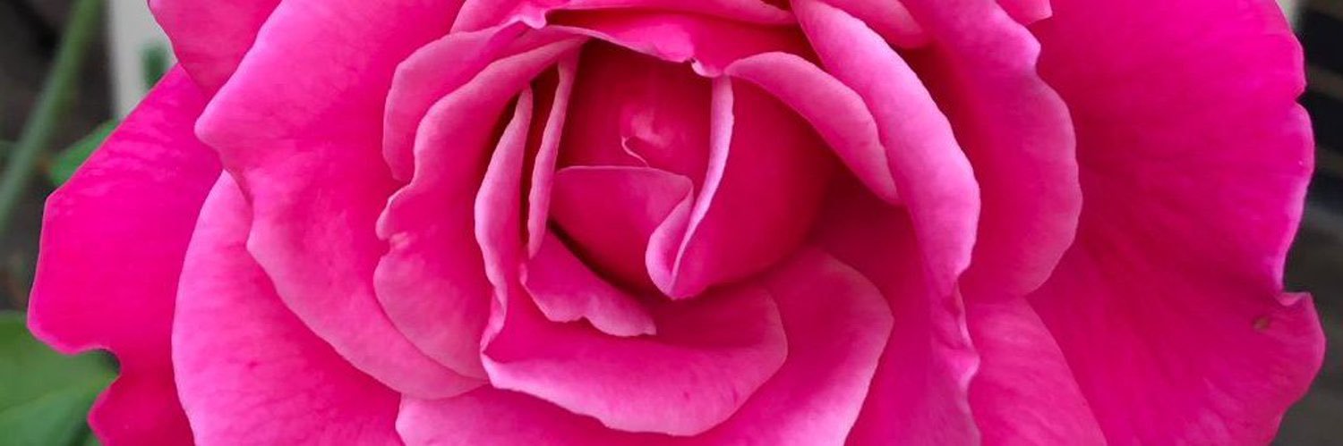 lrtitze's profile banner image