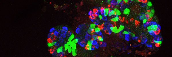 HansClevers Profile Banner