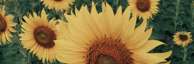 stephguglielmi's profile banner image