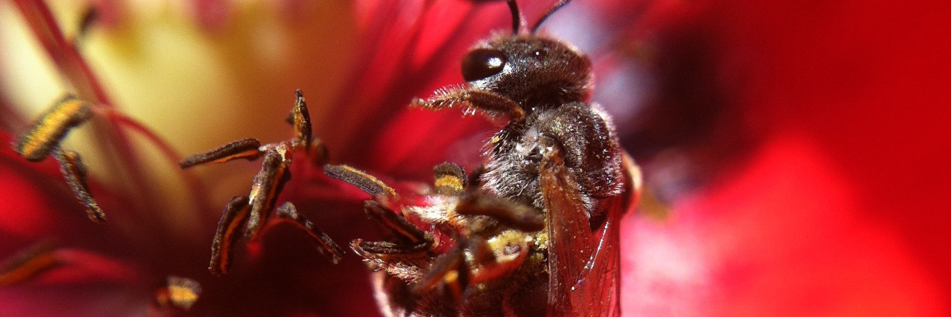 Emile Snyder @esnyder@mastodon.social banner