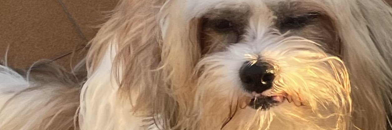 brubuhrer's profile banner image