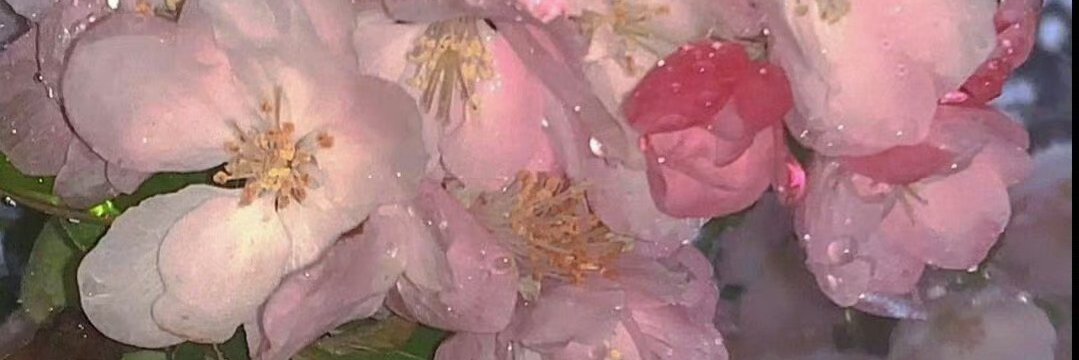 爱情总是晚来两步 banner