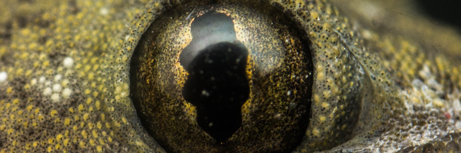 ParceroDlf | Photographer📸 banner