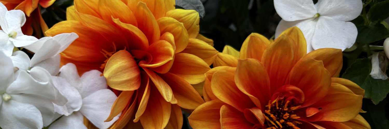 StephforDemocracy banner