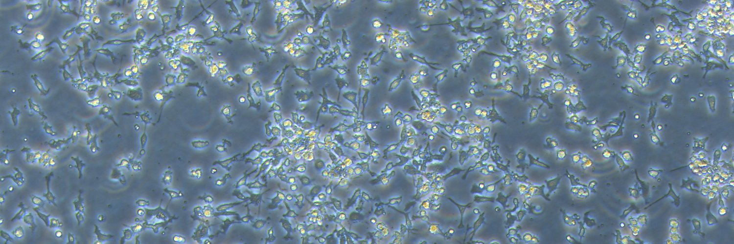 O'Keeffe Dendritic Cell Lab banner