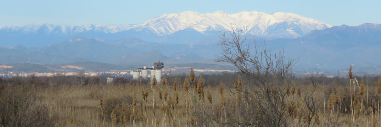 ipsaviridaria's profile banner image