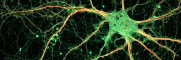 JNeuroscience Profile Banner