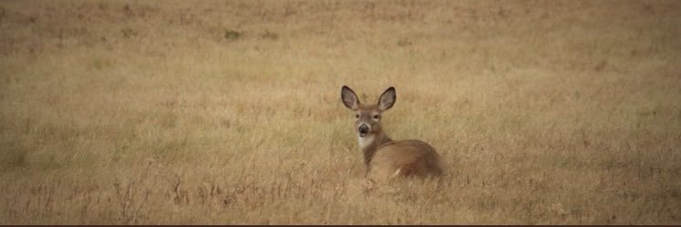 🐺OA 𐎫𐎨𐎫𐎨𐏂𐎧 Summum Bonum 🦌 banner