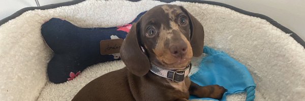 Audrey the Dachshund 🐾 🦴 Profile Banner