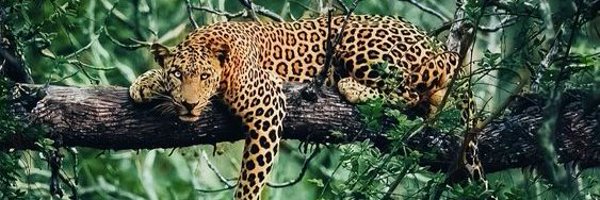 ElPatronCriollo Profile Banner