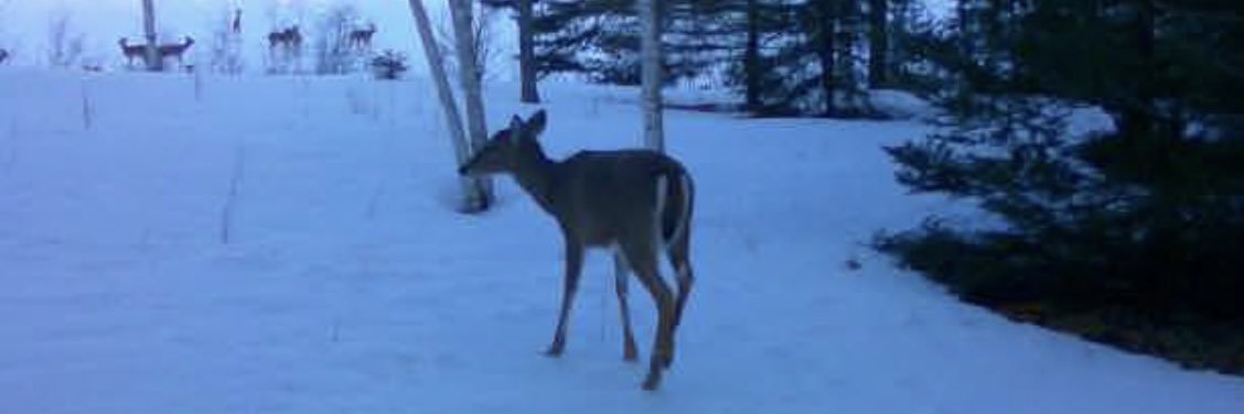 Coach Gary Loubert banner