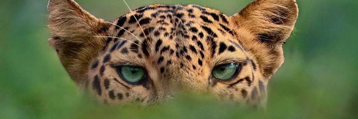 leety_silvaa's profile banner image