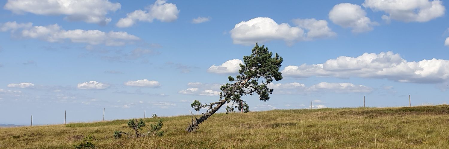 Will Strongbear banner