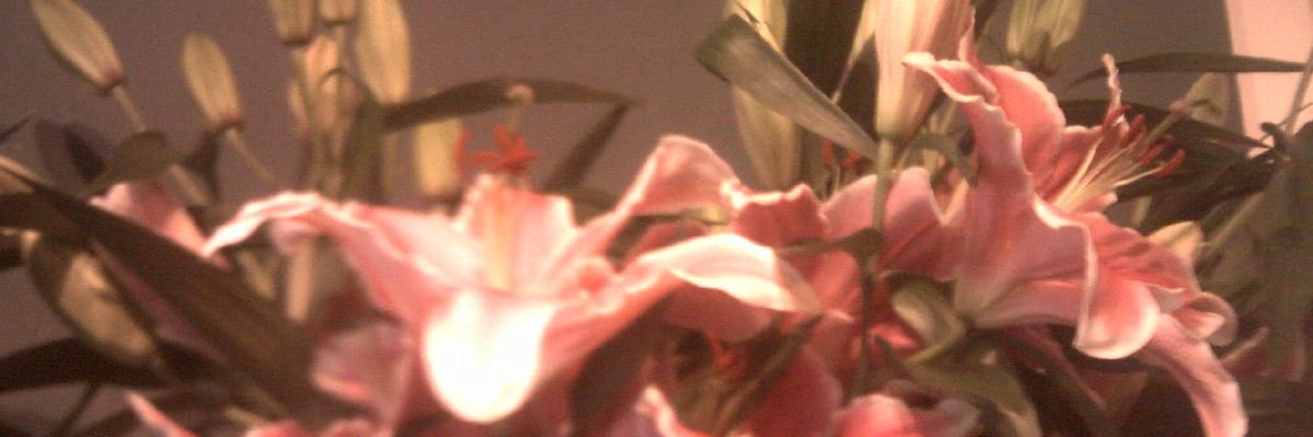 Lamees banner