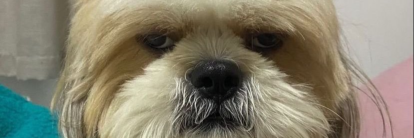 Monge banner